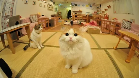 Cat cafe